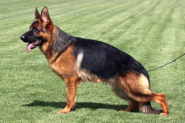 VA4 SK 2015 Ito Haus Triplet