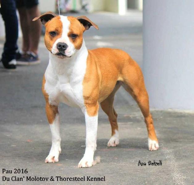 Thoresteel Just'ine Love Z Memories