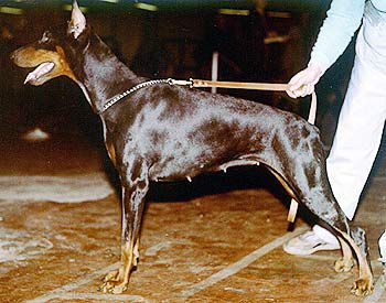 Mora-Mira v. birkenhain