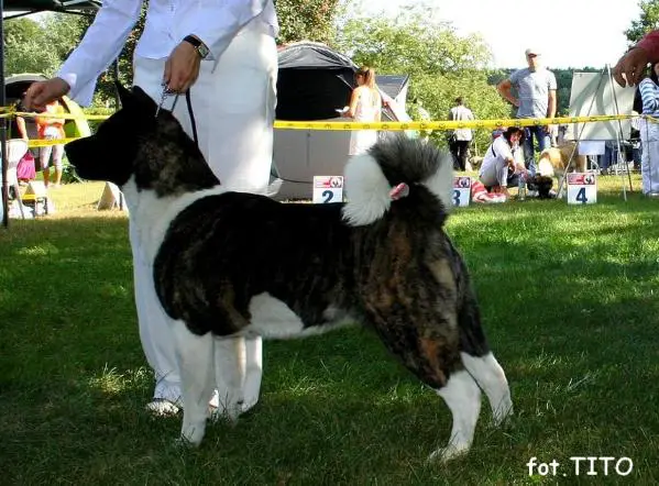 PL CH, PL JCH Brittany Gogolinska Karolina