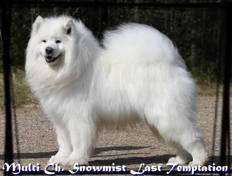 Snowmist LAST TEMPTATION