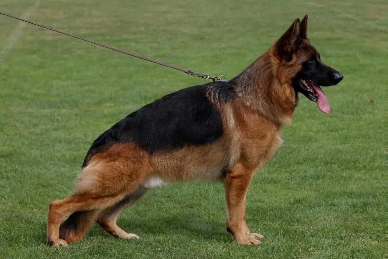 SG1 Yacco von der Freiheit Westerholt