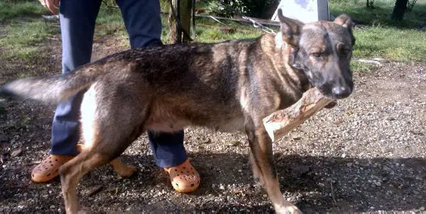 beauty della zattera