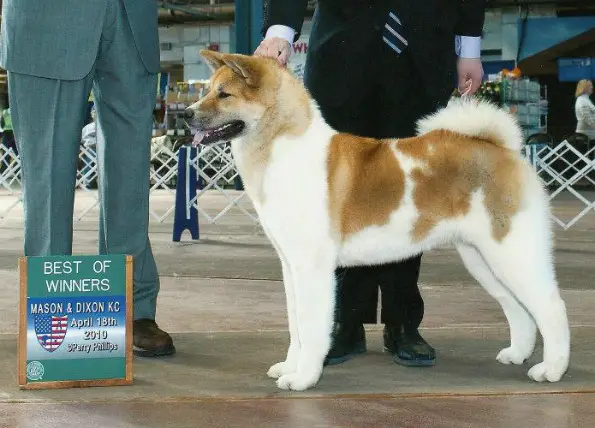 AKC CH Akiko's Heart Light