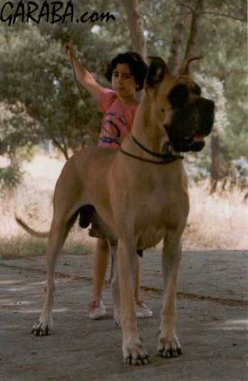 Ivresse-Nocturn des Petities Vernieres