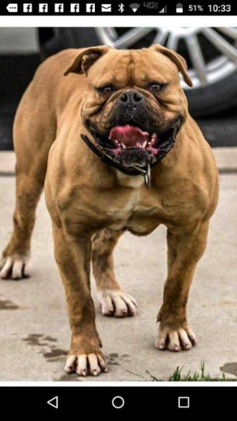 Colemans Moose of Dean's