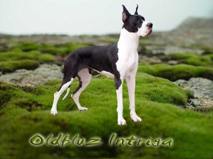 Oldbluz Intriga