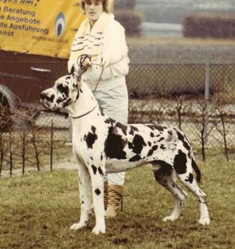 Int.Ch, CH FR 1986, CH DEU (VDH), Ch EuDDC, Ch VDH Blizzard zu Quellental