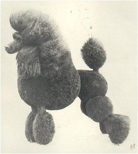 INT CH Canmoy's Bet On Bambie