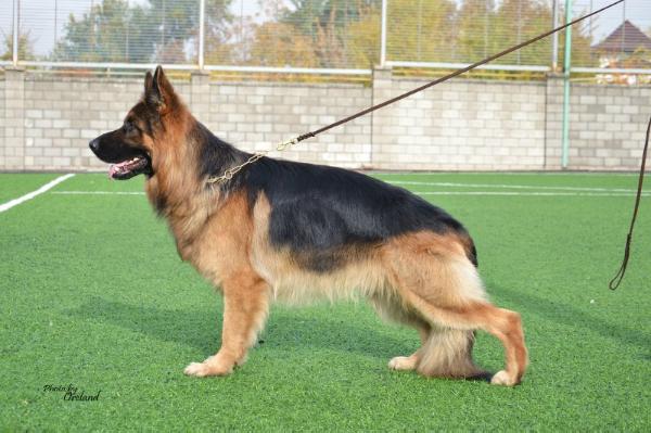 V (KZ) Lesnoi  Shopot Yozshi