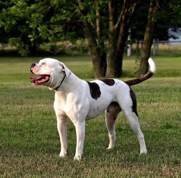Masterbully's Buffalo Soldier AKA Kingston