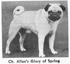 CH (US) Allen's Glory of Spring