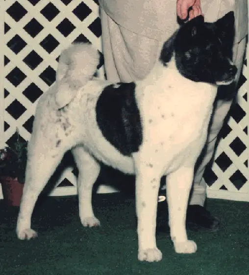 AKC CH Big Benz Sound The Alarm