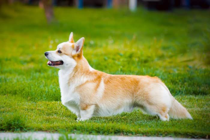 Mistycor Overtime Jerminal Misty