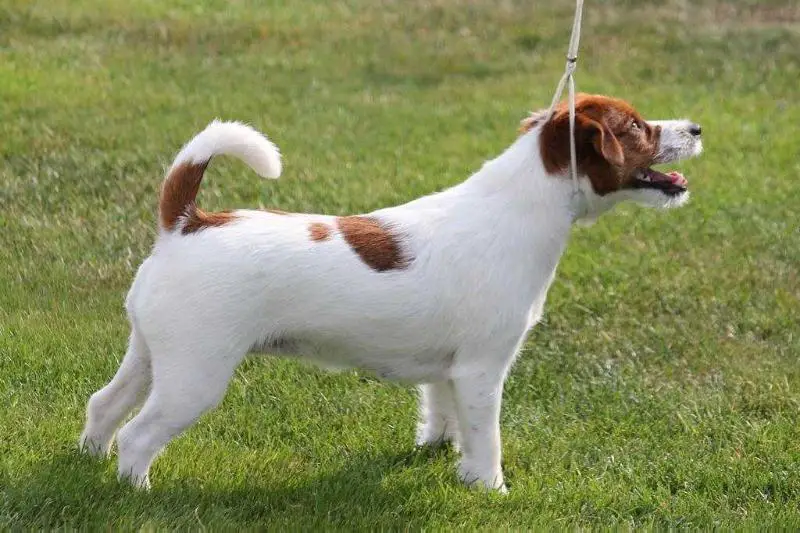 Junior Champ PL, Champ PL Goldberry Lucky Inlovewith
