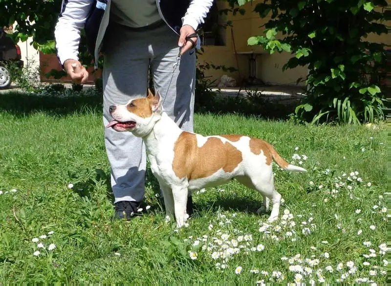 Baby Doll Inferno Staff