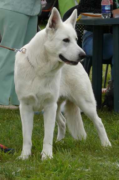 JASMINE-JADE Biała Pasja