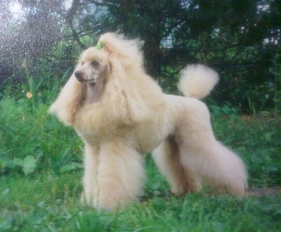 Tiffany V.D. Peissnitzinsel