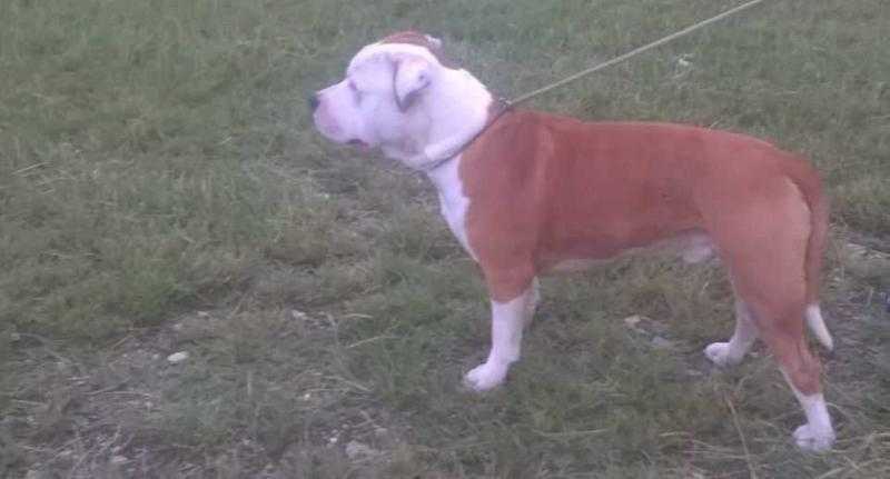 Rolls Royce Lord of Throne