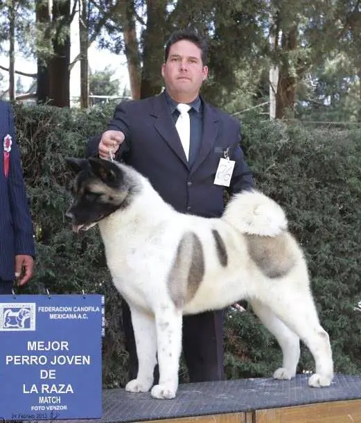 MEX CH Gonvar Made In Mexico (Gonzalez)