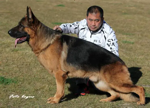 VA4 CHINA Belschik von HuiFeng