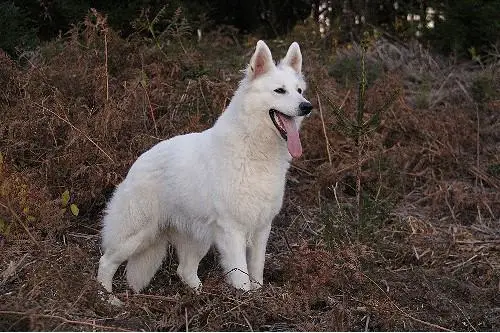 A moment of Blaze von der Nordhelle