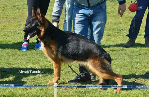 Tessy Terrea Lupiae