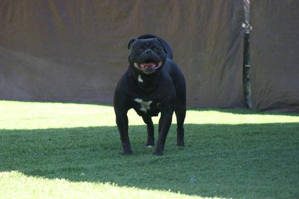 Koncrete Jungle Kennel's Black Mamba of Kennedy