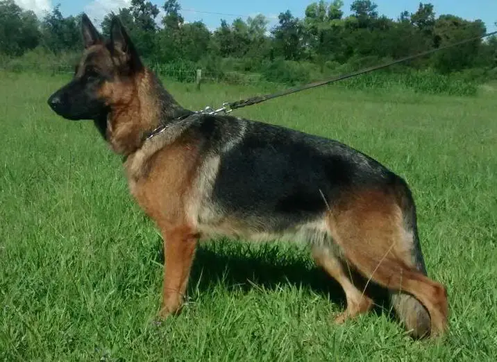 Evita Von Sencar