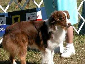 Windypine Heaven Cent