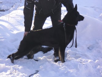 Polabearas Bella Saphira