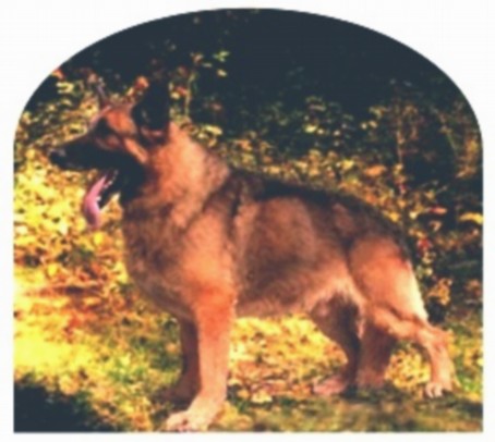 Raebark's Wagging Dragon