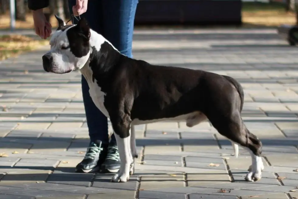 Radost Vashemu Domu Everest