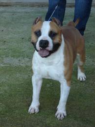 Chronos Winning Rocker