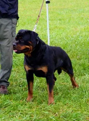 CH.J. Black Moriah's Aragon