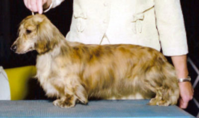 CH Magnolia's Cadfan ap Iago