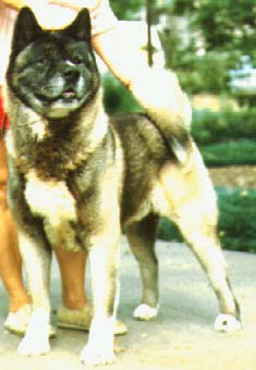 AKC CH Yokohama's Daitan Okami Go