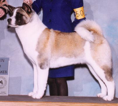 AKC CH TimberSky's The Thunder Rose