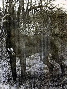 Peter of Ten Pin Bowls