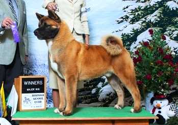 AKC GCH Summit The Notorious B.I.G.