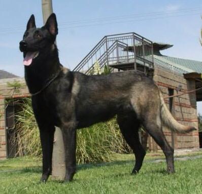 Gorila [by Cartouche]