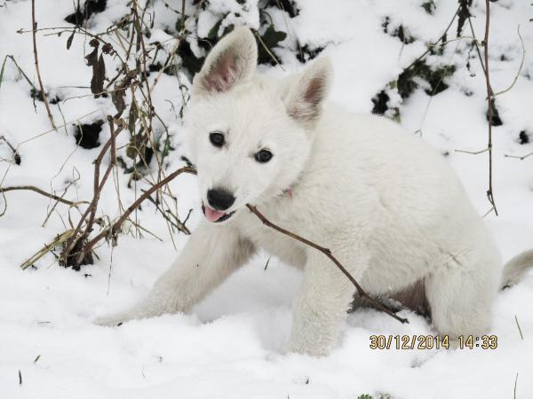 Artemisia Artay of Highland