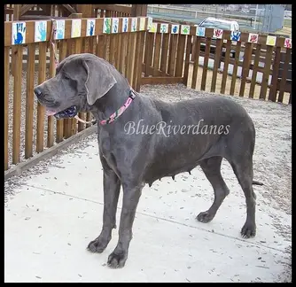 L&D Wagner  Dog Blue Velvet