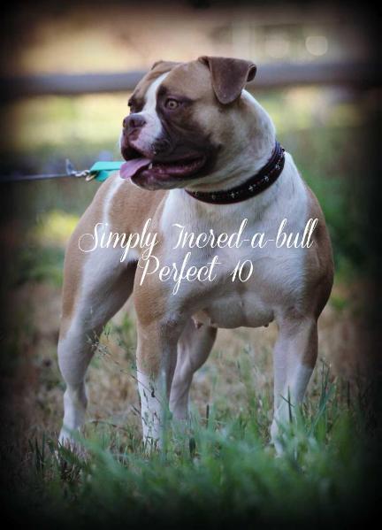 Simply Incred-a-bull Perfect 10