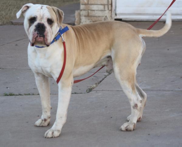 Tredway's Rosco