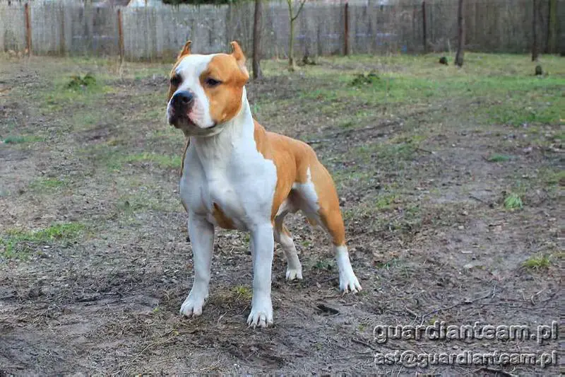 J.CH; CH. PL. III BOG HERO OF Diamond Staff