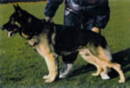 Matz von Blitsaerd