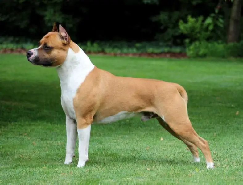 HJCH. Tiger Tattoo's Son of a Paddy Boy