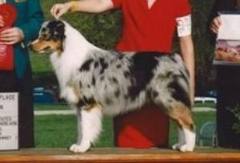 Dazzle's all about Karma