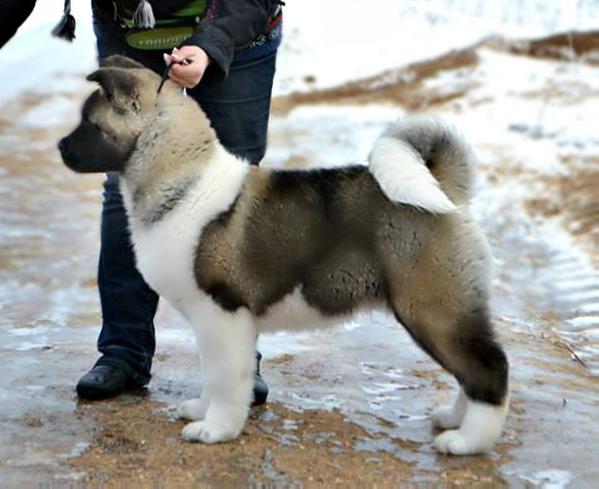 Ayrek-Dart Starlight